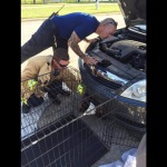 bald-eagle-saved-from-car-bumper (1)