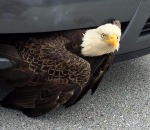 bald-eagle-saved-from-car-bumper