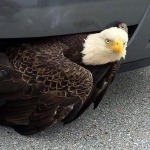 bald-eagle-saved-from-car-bumper