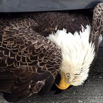 bald-eagle-saved-from-car-bumper (2)