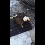 bald-eagle-saved-from-car-bumper (3)