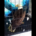 bald-eagle-saved-from-car-bumper (4)