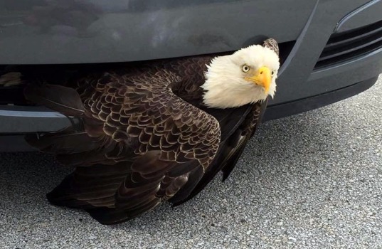 bald-eagle-saved-from-car-bumper